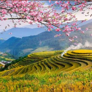 Tranh ruộng bậc thang, Tranh tây bắc cành hoa đào SN82